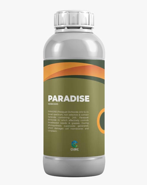 Paradise